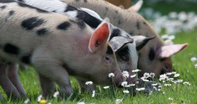 Единственный племрепродуктор по выращиванию белорусской черно-пестрой породы свиней находится под Рогачевом