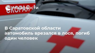 В Саратовской области автомобиль врезался в лося, погиб один человек