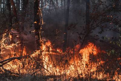 В Воронежской области горит лес на площади 130 га