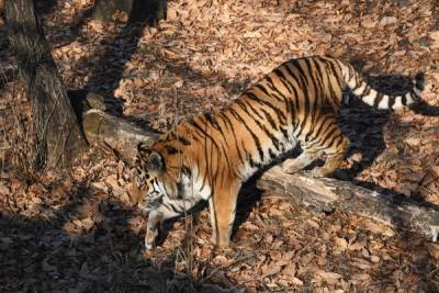 Двух жителей Приморья заподозрили в убийстве амурского тигра