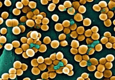 Колонии бактерий: Ученые назвали самую грязную часть человеческого тела