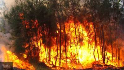 Очевидцы сняли на видео природные пожары в Воронежской области