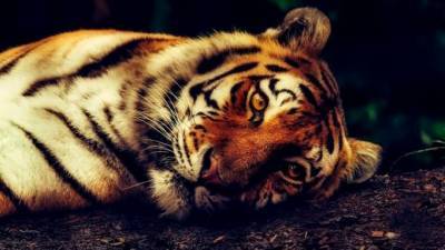 В Приамурье нашли подозреваемых в убийстве тигра Павлика