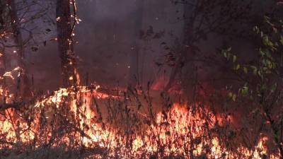 Спасатели частично локализовали лесные пожары в Воронежской области