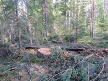 В Вытегре незаконно вырубили 97 деревьев различных пород