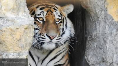 Полицейские нашли предполагаемых убийц тигра Павлика в Приамурье