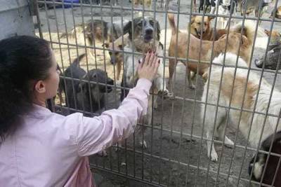 Рязанские школьники помогли приюту для бездомных животных