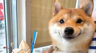 Собака прославилась своей улыбкой, но только реакция на еду сделала ее звездой соцсетей - фото