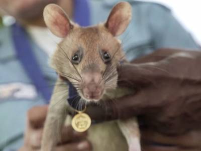Крыса получила медаль за храбрость