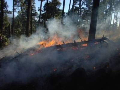 В Воронежской области лесные пожары уничтожают постройки