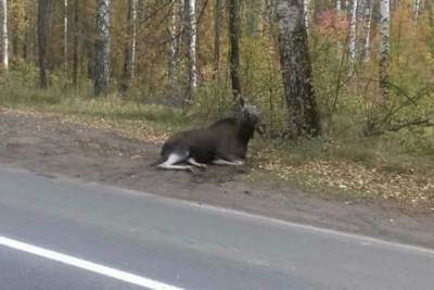 На трассе в Татарстане насмерть сбили лося