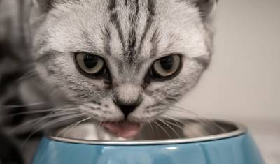 Как правильно кормить кошек, узнали ученые из Канады