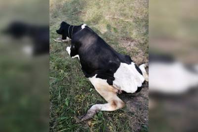 У владельца брошенной на обочине коровы нашли нелегальное стадо