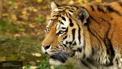 Полиция Приамурья подозревает в убийстве тигра местного жителя и вахтовика