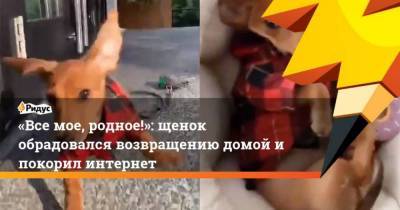 Все мое, родное!: щенок обрадовался возвращению домой ипокорил интернет