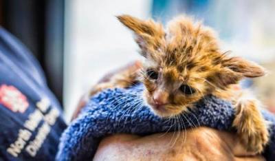 Котенка «Малыша Йоду» спасли во время пожаров в Калифорнии