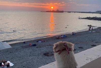 Брошенная собака из Пскова переехала к морю и обрела счастье