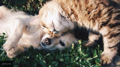 Владельцы домашних животных испытывают меньше стресса на самоизоляции
