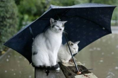В Украине начался затяжной сезон холодных проливных дождей