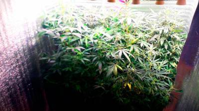 Могилевчанин выращивал дома марихуану