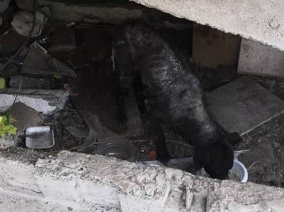 Южноуральские волонтеры спасли от гибели истощенного бездомного пса