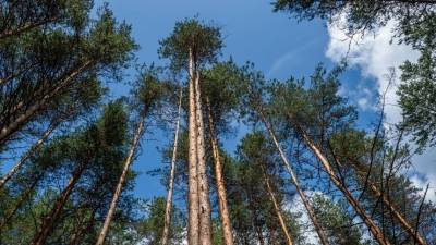 Депутат Николаев назвал три причины для пересмотра закона о частных лесах