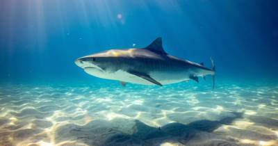 Полмиллиона акул будут убиты ради вакцины от COVID-19