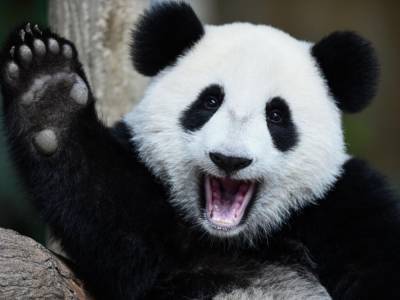 Панда дергала лапами и чесала животик: в Сети показали смешное видео про спящее животное