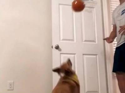 Игра собаки в баскетбол позабавила Сеть