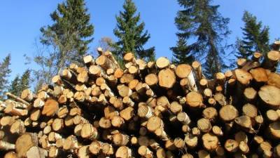 Незаконная добыча янтаря и вырубка леса грозят Украине катастрофой