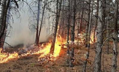 В Донецкой области вспыхнул крупный лесной пожар (ВИДЕО)