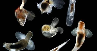 Обнаружены морские организмы, пережившие массовое вымирание