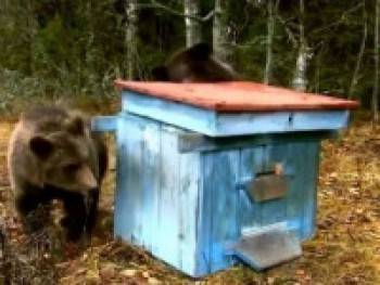 Медведь потрошит ульи пчеловодов в Вологодском районе