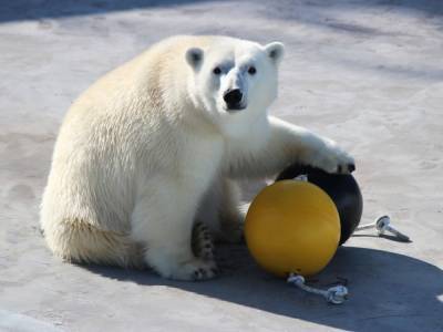 Белой медведице из «Лимпопо» подарили игрушки для спорта