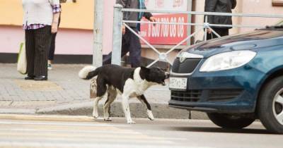Калининградка через суд требует 280 тысяч рублей с владельца собак, изгрызших её машину