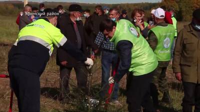 Сотрудники «Кроношпана» высадили 6 тыс саженцев в рамках акции «Зеленая Башкирия»
