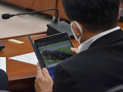 62-летний депутат смотрел видео о крокодилах на заседании парламента