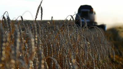 Урожай пшеницы в 2020 году стал вторым после рекорда 2017-го