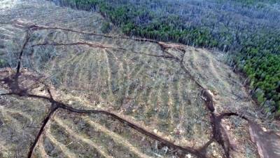 Не бензопилой, а авторучкой: кто стоит за варварским уничтожением леса в России