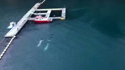 В Исландии зоологи выпустили двух китов в воды морского заповедника