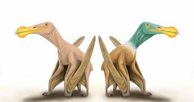 Птерозавры возможно были лысыми