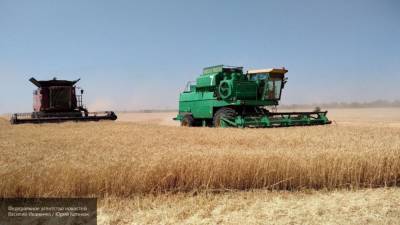 Урожай пшеницы в 2020 году может побить рекорд трехлетней давности