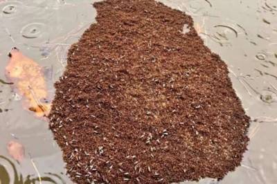 Живой плот из собственных тел — как муравьи Южной Америки спасаются от наводнений