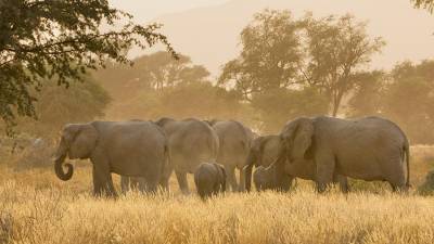 Ученые нашли причину таинственной гибели слонов в Африке