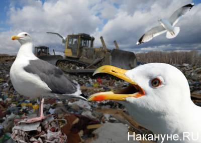 Счетная палата: ситуация с мусором в России неблагополучна