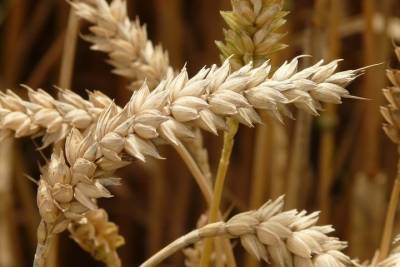 Более 60 тонн пшеницы из Оренбургской области пытались вывезти без документов