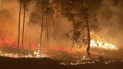 В крупных пожарах под Воронежем подозревают местных бизнесменов