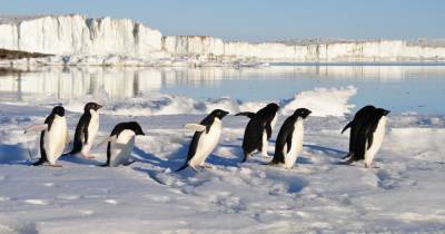 Древнее захоронение пингвинов оказалось «с сюрпризом»