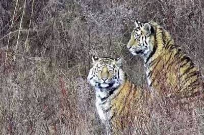 В Приамурье полиция задержала подозреваемых в убийстве тигра Павлика