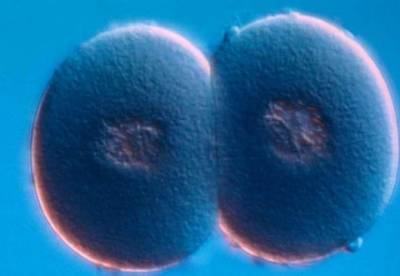 Ученые назвали научно подтвержденные случаи непорочного зачатия